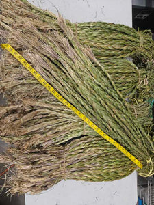 Sweetgrass (Nakiwacihk)